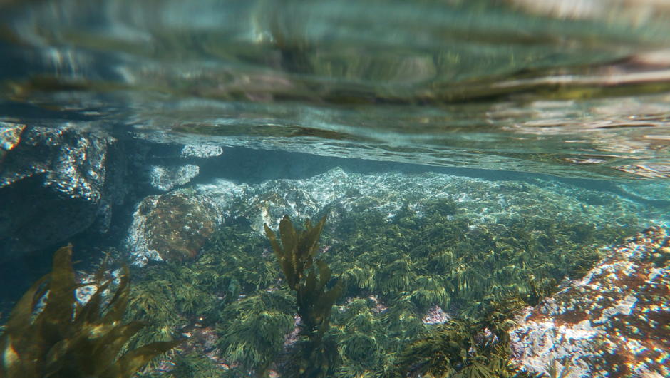Crystal clear shallows of Sydney Cove Marine Reserve