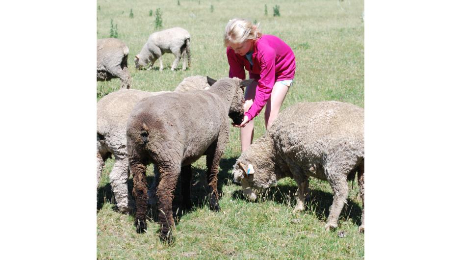Feeding the friendly Sheep