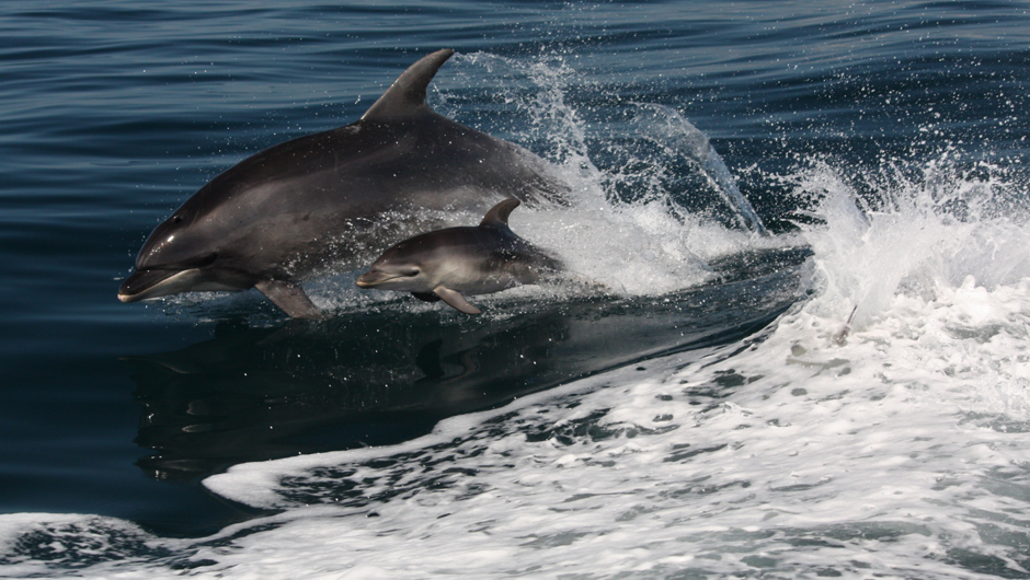 See dolphins during cruise