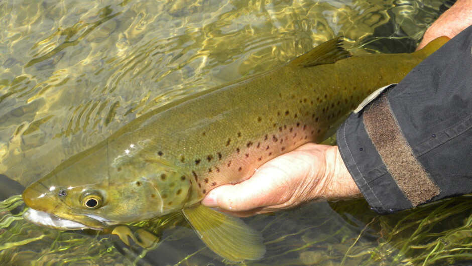 Mataura Brown