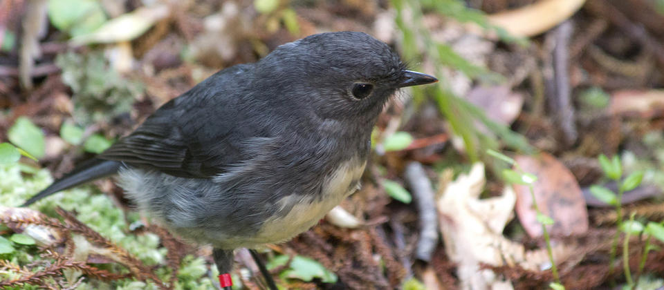 Stewart Island Robin