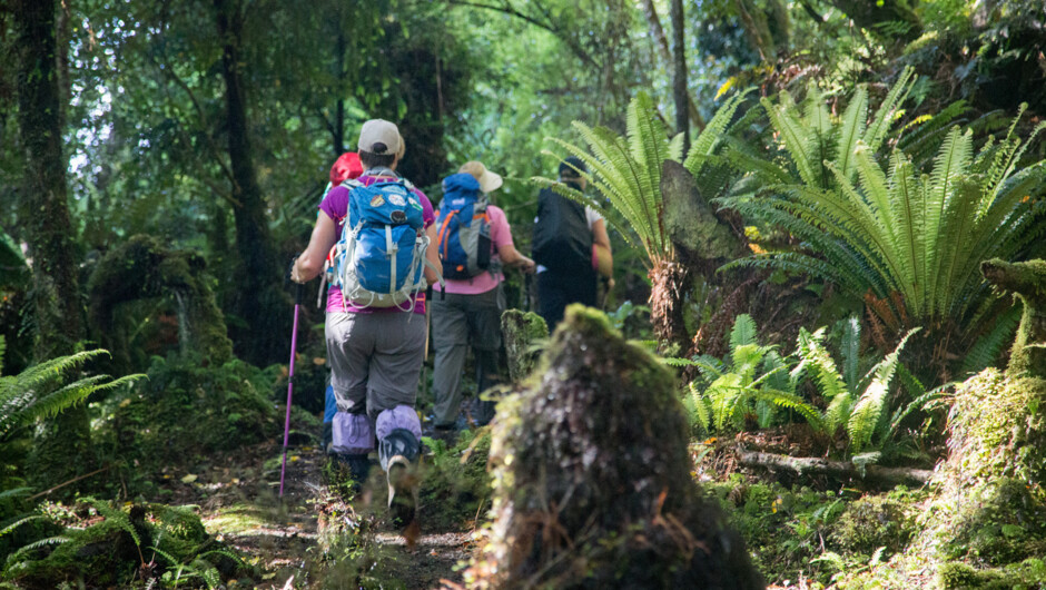 Clients hiking the Rakiura Great Walk.