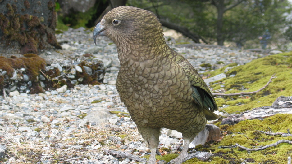 One of the many cheeky inquisitive kea you'll see around the village