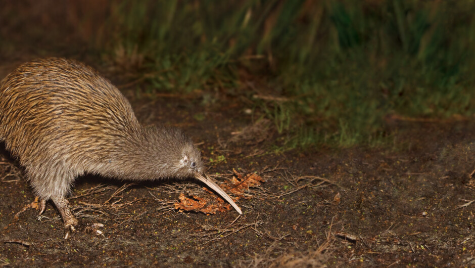 Wild Kiwi Encounter - Stewart Island