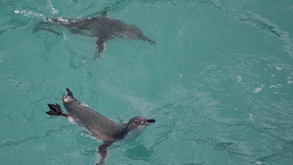 2 penguins coming back ashore, after a long day at sea.