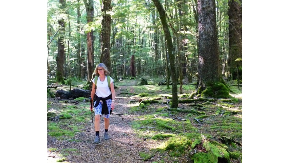 Native Beech Forest