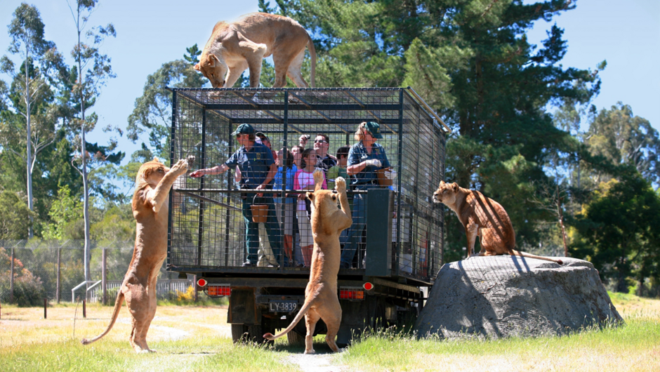 Orana’s unique Lion Encounter takes visitors through the African Lion Habitat on board a specially modified vehicle for extremely close views of the “King of Beasts” feeding