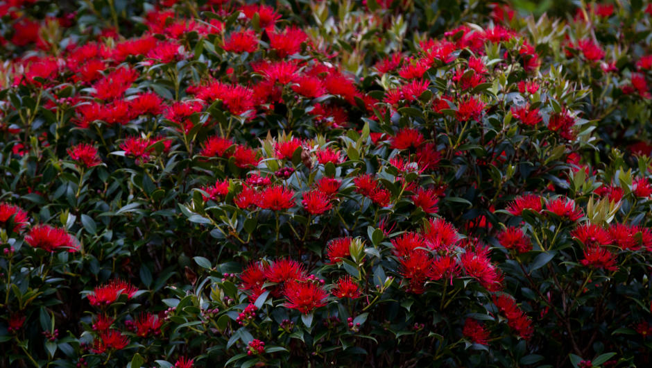 Rata forests flowering on Enderby Island