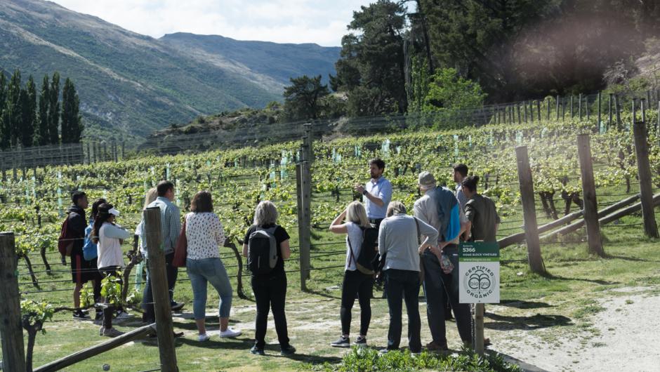 Discover the vineyards on a wine cave tour