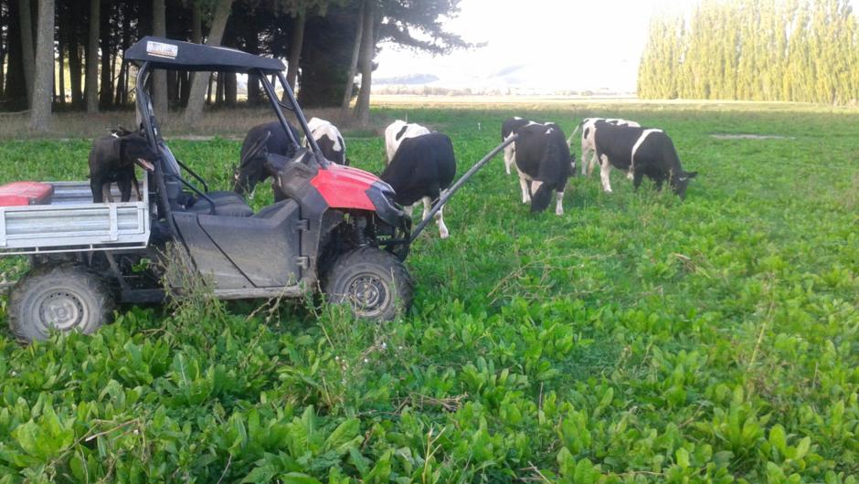 Friesen Bulls grazing on Chicory crop