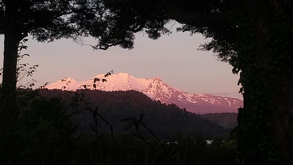 View of Mt Ruapehu from our garden