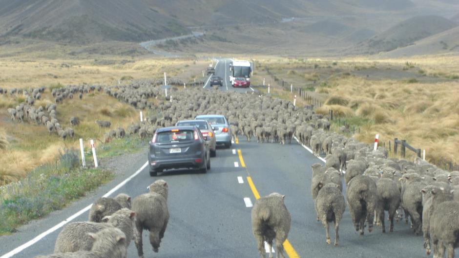 Sheep on the road near Te Anau