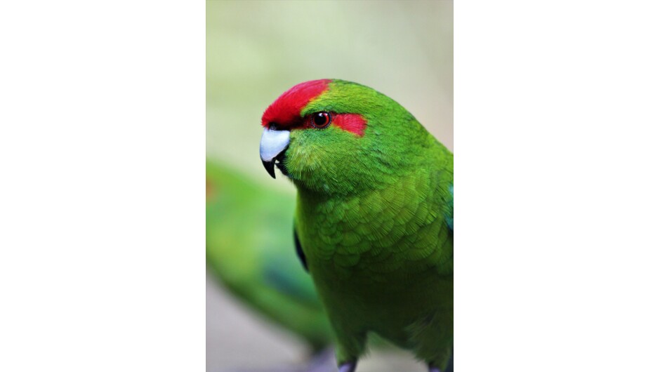 Red Crowned Kākāriki