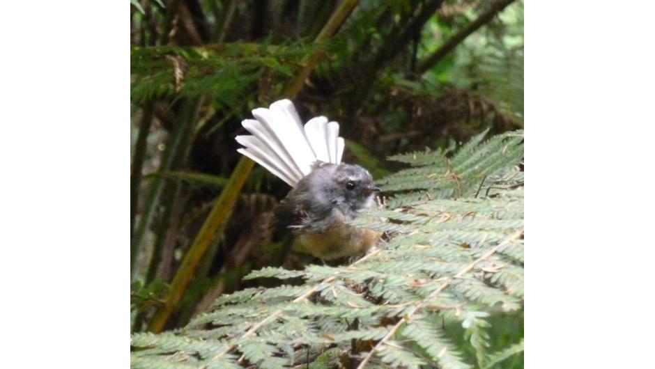 Fantails (Piwakawaka) follow walkers through the bush and chase the small insects we disturb.