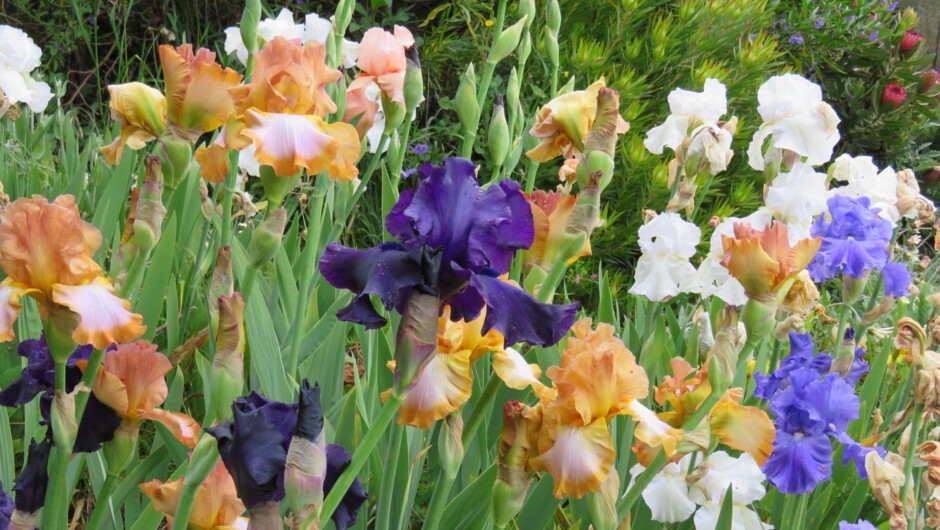 Iris garden in summer