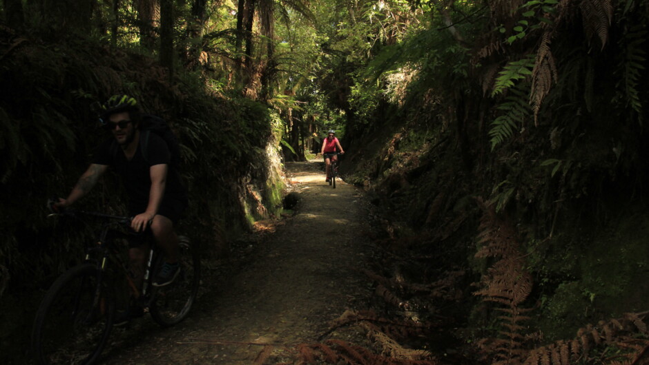 Riding through the Pureora Forest