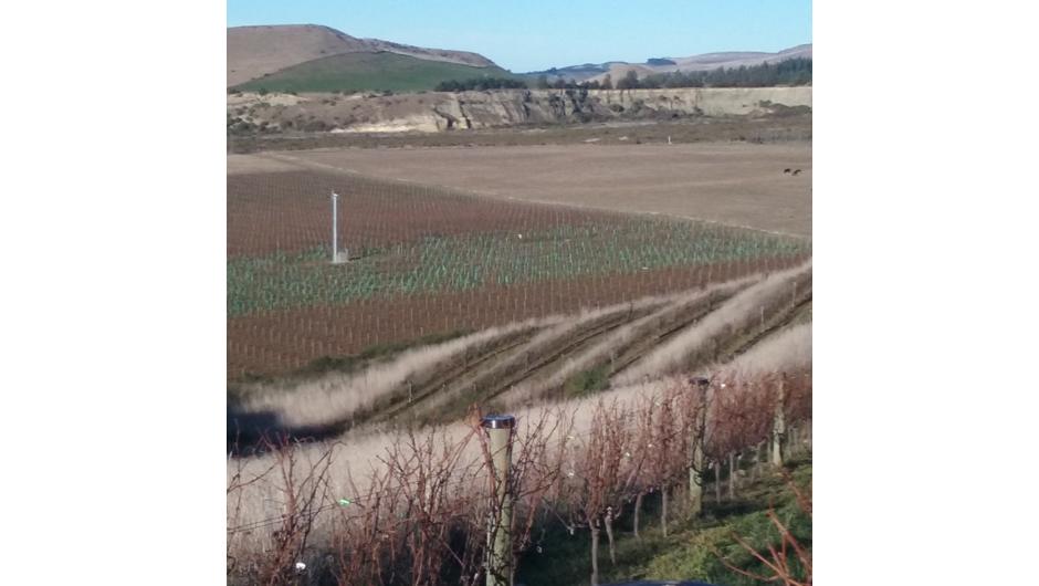 Winter view looking down on Q Wines vines.