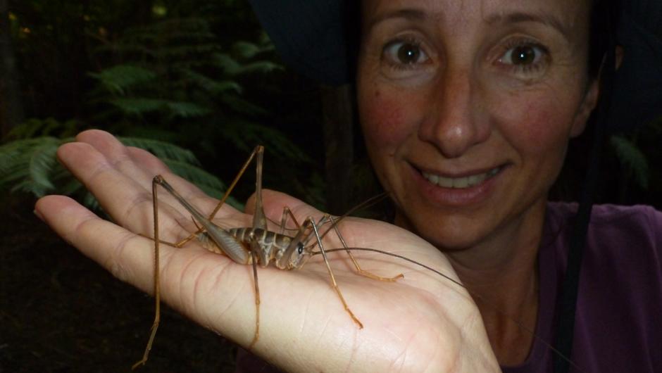 A Cave Weta. This large, primitive insect is found only in New Zealand.