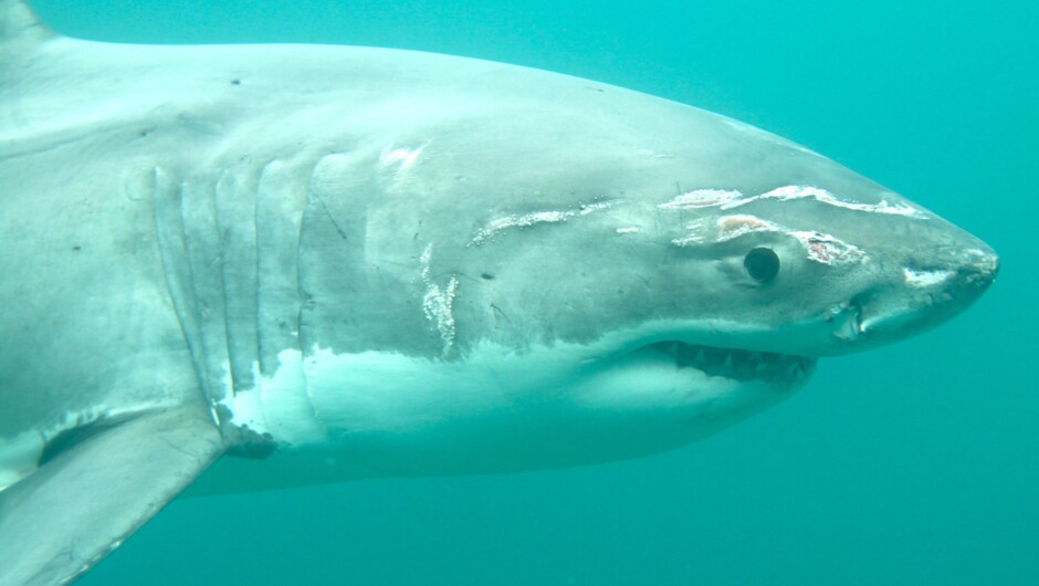 Great White Shark