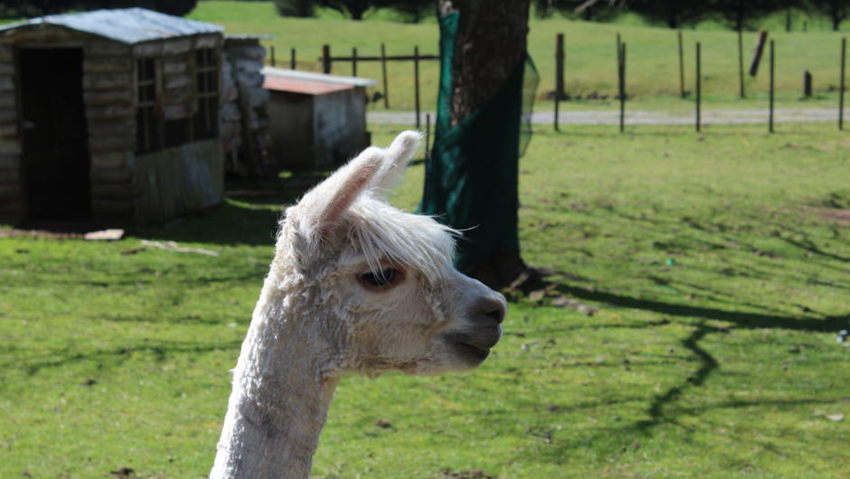 Beautiful Delray the suri alpaca