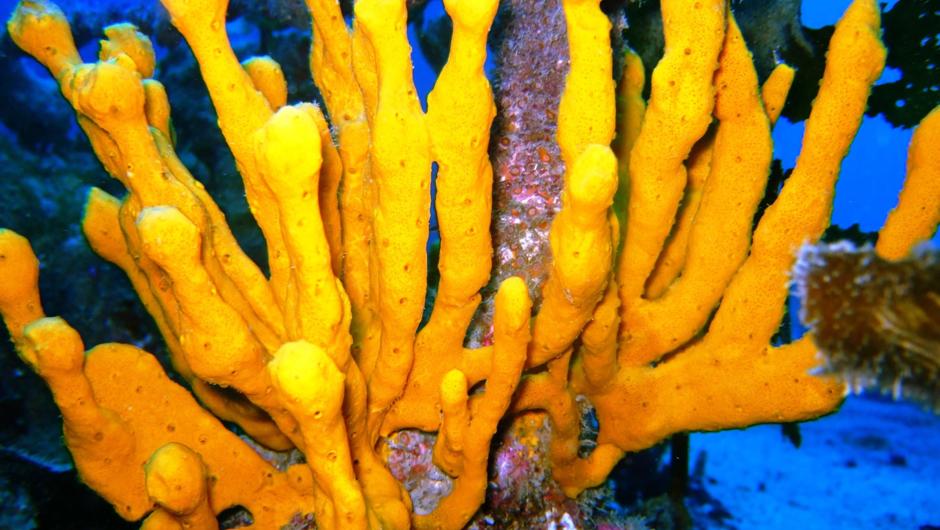 Yellow Finger Sponges