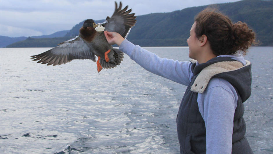 Feed the ducks straight off the boat on a daily scenic cruise on lake Taupo with Chris Jolly Outdoors