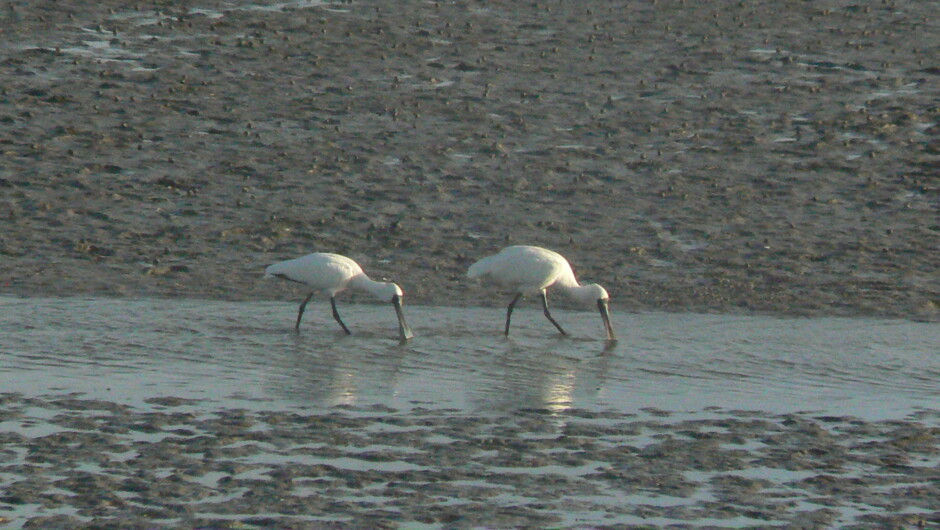 Royal Spoonbills