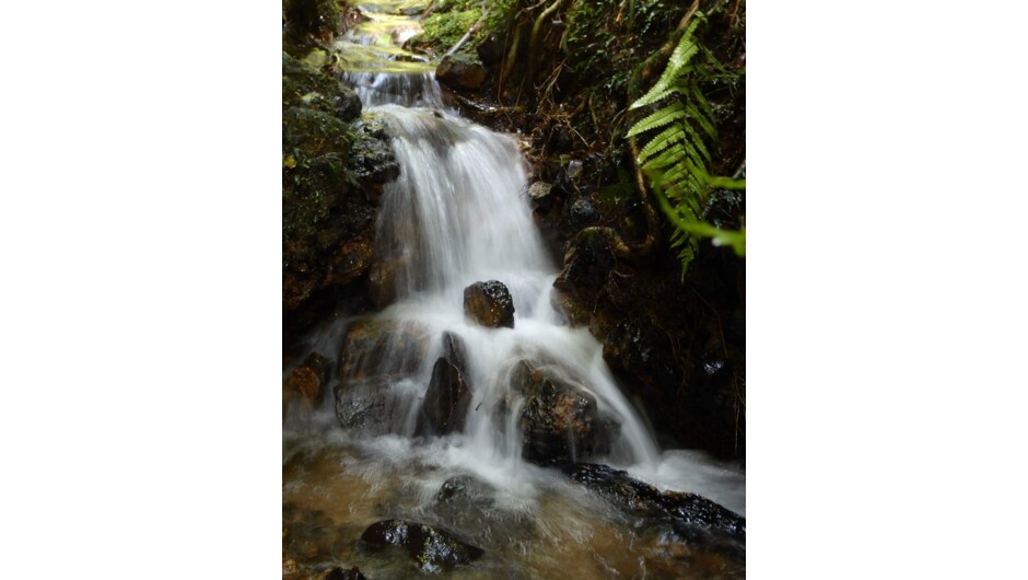 Pure mountain streams at Mount Tutu Eco-Sanctuary