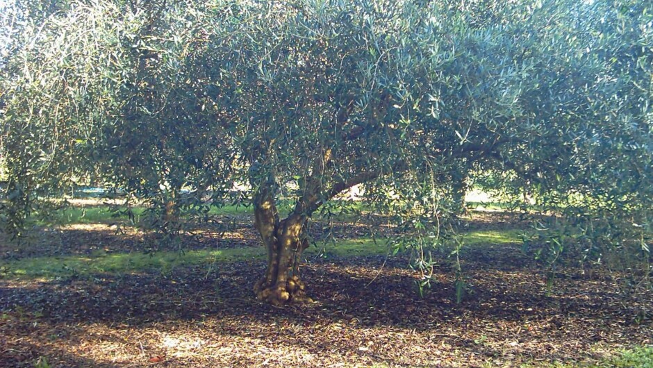 Olive tree