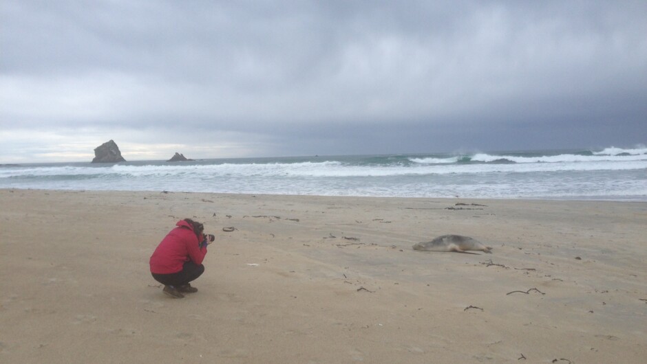 Sarah photographing wildlife at Sandfly Bay, near Dunedin