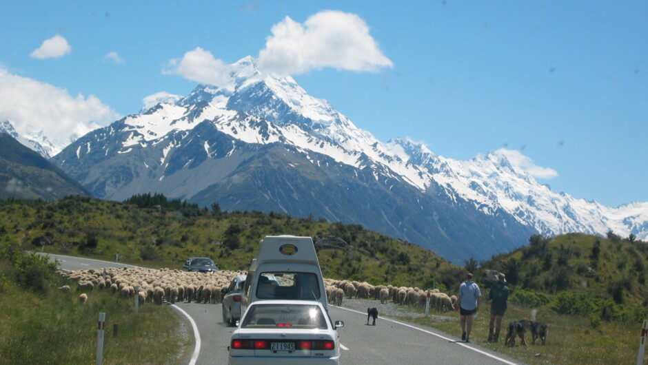 A flock of Merino sheep on their way towards Aoraki Mt Cook along with tourists.