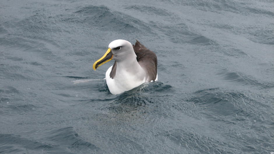 Buller's albatross