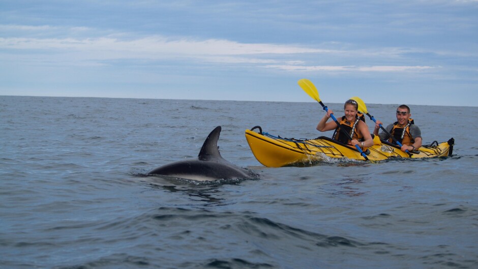 Have chance encounters with Dusky Dolphins on a guided tour............