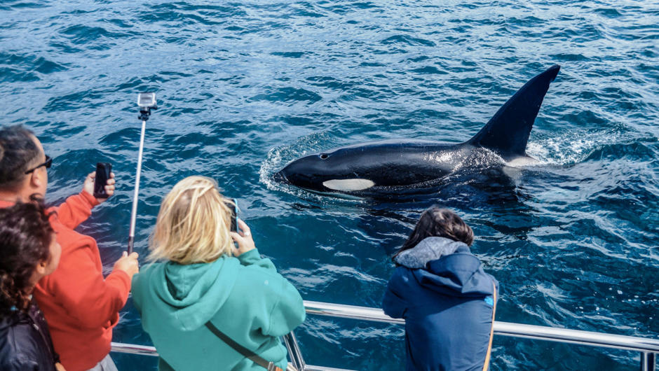 Orca visit the Gulf in small pods of 5 – 15 animals. These distinctive black and white toothed mammals are – believe it or not – actually the largest member of the Dolphin family!