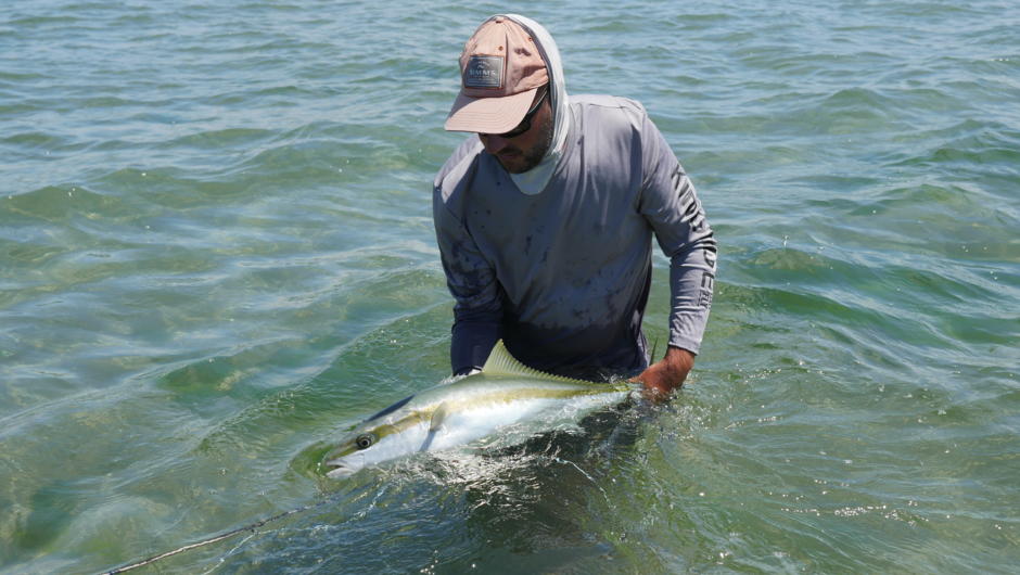 Releasing another kingfish for a future anglers enjoyment.