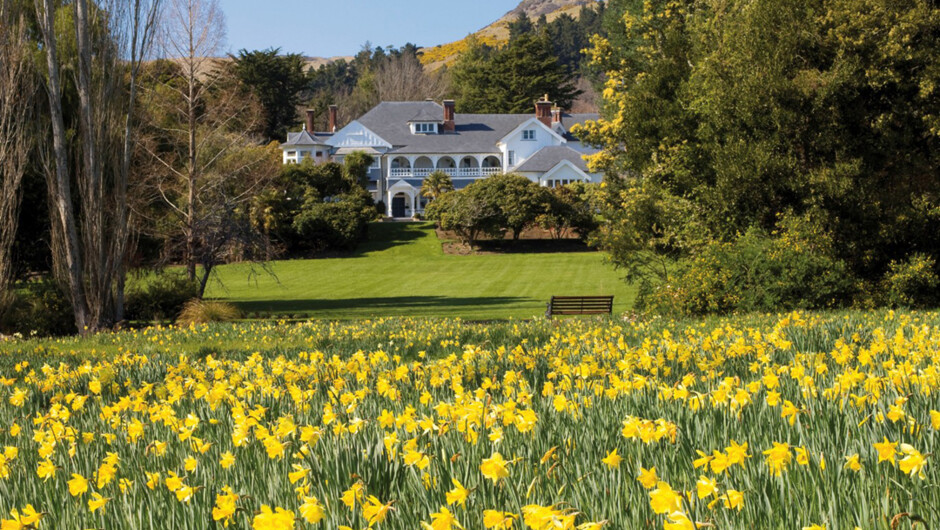 Otahuna Lodge with its field of more than 1 million daffodils