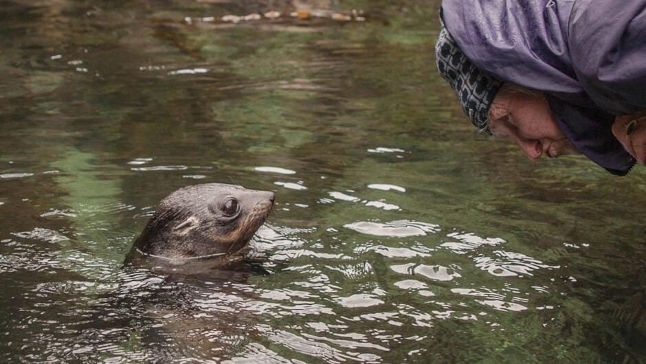 Seal encounter - Fiordland