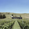 Black Estate Cellar Door & Restaurant, overlooks their organic vineyard, Waipara Valley to the Southern Alps.
