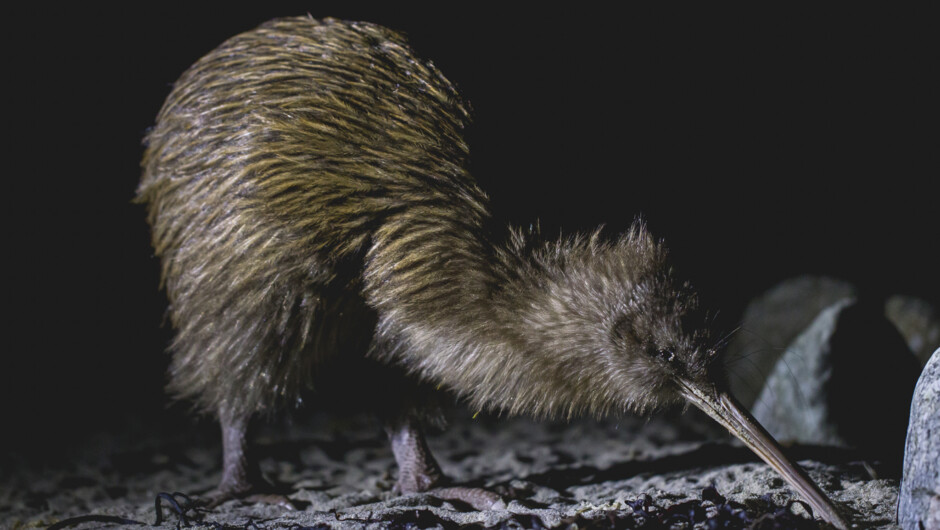 Wild Kiwi Encounter - Stewart Island