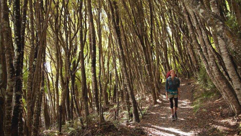 Regenerating Kamahi forest, Rakiura Track