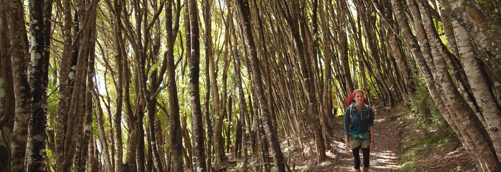 Regenerating Kamahi forest, Rakiura Track