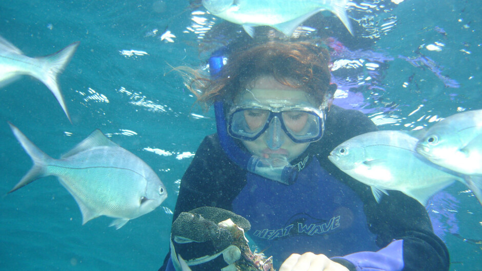 Get up close and personal with the locals in the Bay of Islands