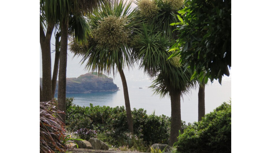 Goat point looking through New Zealand cabbage tree or Cordyline australis