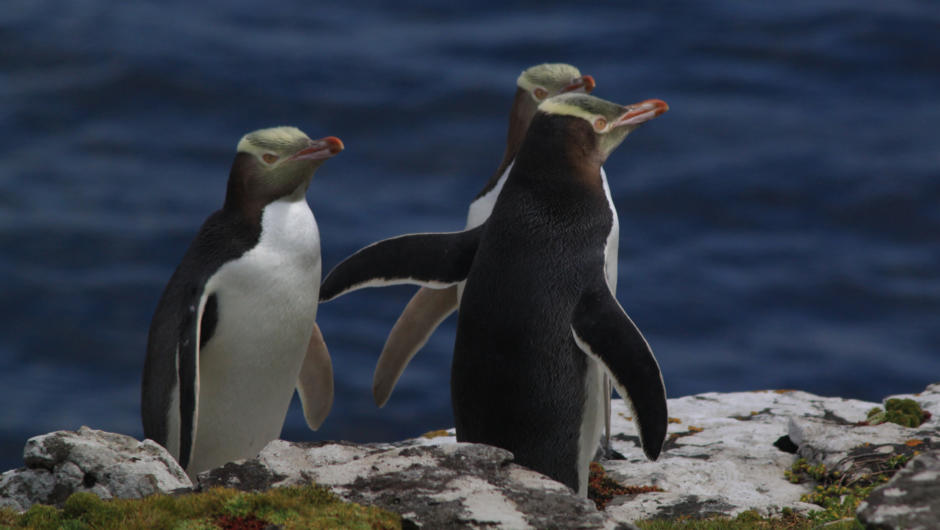Yellow-eyed Penguins gather onshore