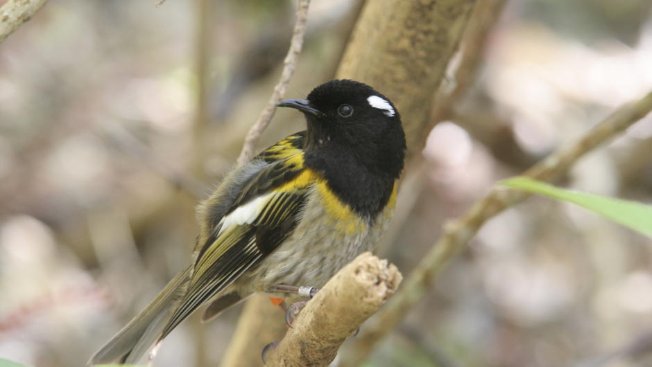 Hihi or Stichbird with Foris Eco-tours.
