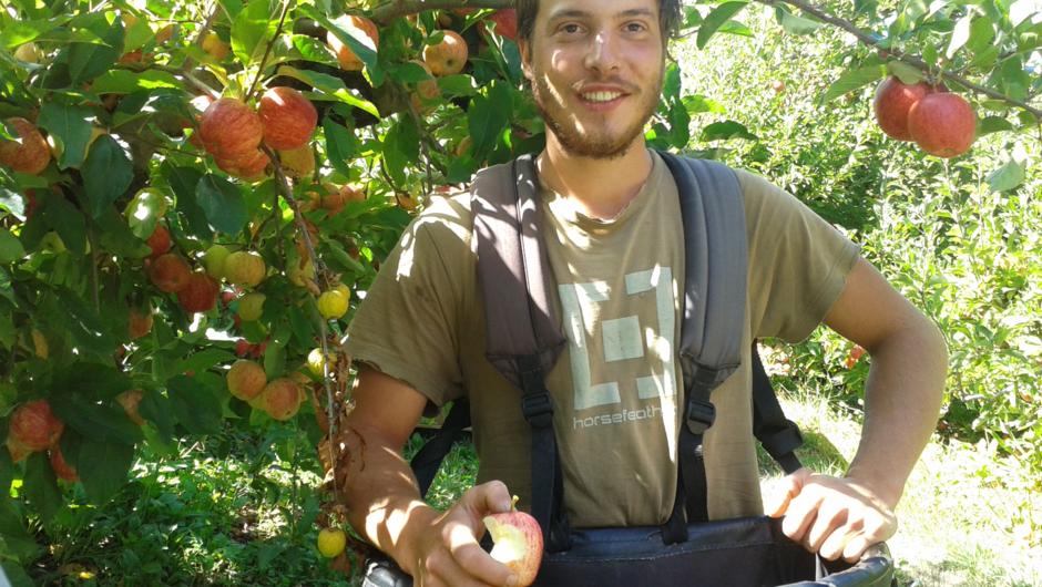 Apple picker on the Great Taste Trail