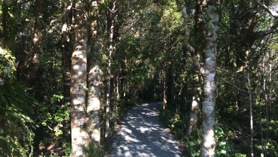 A walking track in Milford Sound