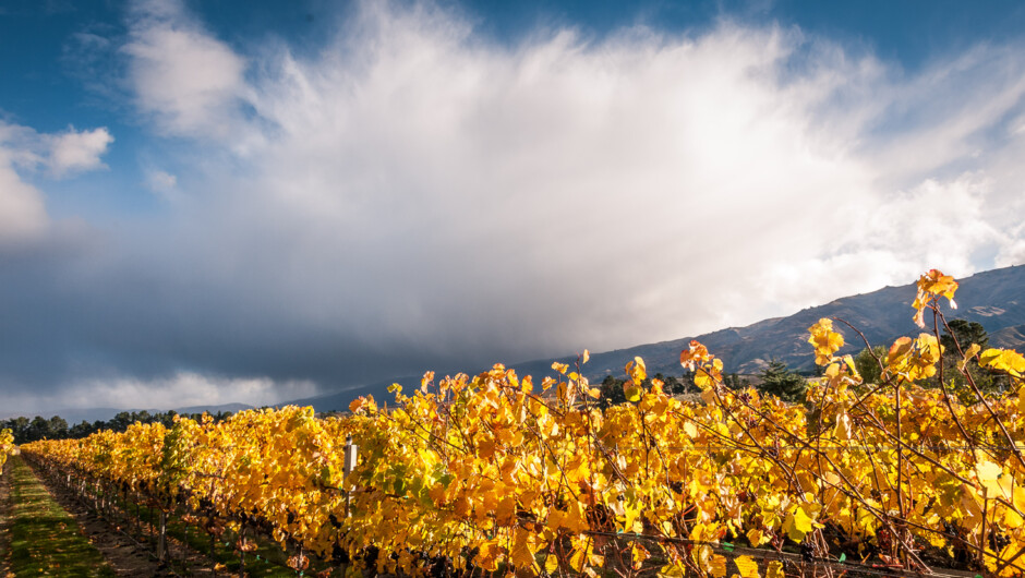 Ceres Wines - Autumn skies