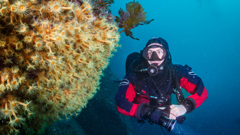 Milford Sound boasts beautiful wall diving. Some sections are covered in bright yellow Zoanthids.