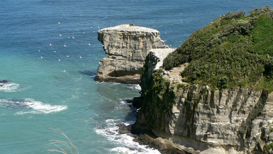 Spectacular Gannet colony view at Muriwai.